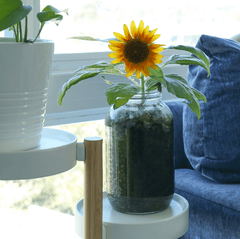 Organic Sunflower Windowsill Grow Kit 🌻